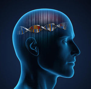 Biological Explanations of Offending (Forensic Psychology Model Answers) (Paper 3 Model Answers)