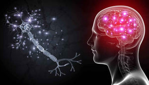 The Adaptive Brain: Plasticity and Functional Recovery of the brain