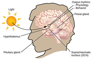 Understanding Your Biological Clock: Endogenous Pacemakers and Exogenous Zeitgebers