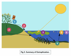 Factors Affecting Biodiversity