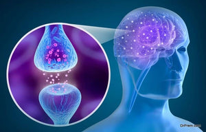 Exploring the Brain: Methods and Techniques