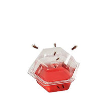 Load image into Gallery viewer, Beapco 10036 Pre-Filled Fruit Fly Trap, Pack of 6, Clear, 20 in