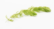 Load image into Gallery viewer, Lincspplants 8X Live Floating Plants Hornwort fast growing aquarium plant