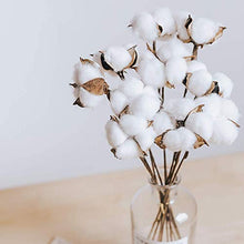 Load image into Gallery viewer, Ruiuzioong Natural Dried Cotton Stem Farmhouse Artificial Flower Filler Floral Arrangement DIY Home Party Decor (20pcs pack)