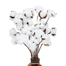 Load image into Gallery viewer, Ruiuzioong Natural Dried Cotton Stem Farmhouse Artificial Flower Filler Floral Arrangement DIY Home Party Decor (20pcs pack)