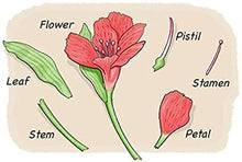 Load image into Gallery viewer, Simple Beauty - Fresh Flowers Delivered -Next Day Free UK Delivery - Special Offer -.Birthday- Thank You-Get Well Soon Congratulation- Fresh Flowers, Beauty Gift, Lovely Bouquet, Low Price.