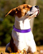 Load image into Gallery viewer, Joytale Reflective Dog Collar,Padded Breathable Soft Neoprene Nylon Pet Collar Adjustable for Large Dogs,L,Purple