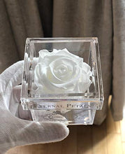 Load image into Gallery viewer, Eternal Petals Solo - A Real Rose That Lasts A Year - Perfect Unique Gift for Women, Men, Birthday Gift (Deep Red)