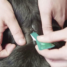 Load image into Gallery viewer, FRONTLINE Plus Flea & Tick Treatment for Large Dogs (20-40 kg) - 6 Pipettes