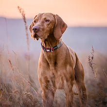 Load image into Gallery viewer, Amazon Brand - Eono Dog Collar Adjustable Nylon , for Samll/Medium/Large Dogs Collars , Double Premium Pet Collar Training Walking Outside (S 1.5CM,30-40CM)