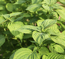 Load image into Gallery viewer, Korean Perilla, Korean Vegetable Seeds, Perilla Frutescens Britt, 1,400 Seeds, 1 Pack (1), 깻잎, 잎들깨