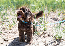 Load image into Gallery viewer, Ancol Viva Lightweight Buckle Collar Blue , Collar Size 3 to fit 28-36cm , Weather Proof