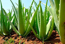 Load image into Gallery viewer, Green Globe – High Strength Aloe Vera Juice 1 Litre | 100% All Natural Aloe Vera Juice Supports Healthy Digestion, Immune System, Overall Wellness and Vegan Friendly (Pack of 1)