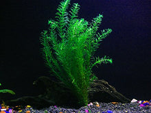 Load image into Gallery viewer, 1 Anacharis Bunch - 4+ Stems | Egeria Densa - Beginner Tropical Live Aquarium Plant by Aquarium Plants & Pets