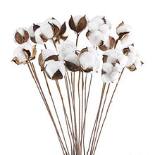Load image into Gallery viewer, Ruiuzioong Natural Dried Cotton Stem Farmhouse Artificial Flower Filler Floral Arrangement DIY Home Party Decor (20pcs pack)