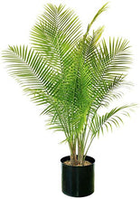 Load image into Gallery viewer, Pair of Phoenix Palm Canariensis Exotic Outdoor Plants Drought Tolerant Evergreen Palm Tree Canary Island Date Baring Tropical Spiked Foliage 2X Palms in 1.5L Pots by Thompson & Morgan