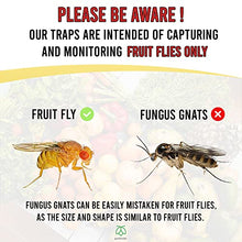 Load image into Gallery viewer, Pestmatic Smart Fruit Fly Trap, 1 Trap + 1 attractant x 15 ml bottle: 30 Day Natural Lure Supply, Ready-to-use Indoor Fruit Fly Catcher, Alternative for Fly Killer & Spray, Fruit flies insect trap