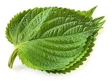 Load image into Gallery viewer, Korean Perilla, Korean Vegetable Seeds, Perilla Frutescens Britt, 1,400 Seeds, 1 Pack (1), 깻잎, 잎들깨