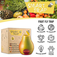 Load image into Gallery viewer, Pestmatic Smart Fruit Fly Trap, 1 Trap + 1 attractant x 15 ml bottle: 30 Day Natural Lure Supply, Ready-to-use Indoor Fruit Fly Catcher, Alternative for Fly Killer & Spray, Fruit flies insect trap