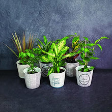 Load image into Gallery viewer, All Occasions Indoor Plants Real, Mix of 6 House Plants in 12cm Pots, Real Plants to Grow in Your Office, Home, Bedroom, Kitchen and Living Room, Perfect for Clean Air, Delivered Next Day Prime