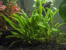 Load image into Gallery viewer, Java Fern - Huge 3 by 5 inch Mat with 30 to 50 Leaves - Live Aquarium Plant by Aquatic Arts by Aquatic Arts