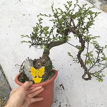 Load image into Gallery viewer, Coocnh 12 Pack Sticky Fruit Fly and Fungus Gnat Trap Yellow Sticky Bug Insect Killer for Indoor and Outdoor