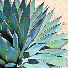 Load image into Gallery viewer, Maui Moisture Vegan Agave Aloe Vera Shampoo for Damaged Hair and for Chemically Treated Hair 385 ml