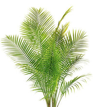 Load image into Gallery viewer, Pair of Phoenix Palm Canariensis Exotic Outdoor Plants Drought Tolerant Evergreen Palm Tree Canary Island Date Baring Tropical Spiked Foliage 2X Palms in 1.5L Pots by Thompson & Morgan