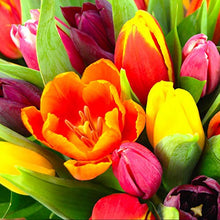 Load image into Gallery viewer, Clare Florist Mixed Tulips Fresh Flower Bouquet - Charming Display of Tulips, Perfect for All Occasions