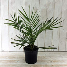 Load image into Gallery viewer, Pair of Phoenix Palm Canariensis Exotic Outdoor Plants Drought Tolerant Evergreen Palm Tree Canary Island Date Baring Tropical Spiked Foliage 2X Palms in 1.5L Pots by Thompson & Morgan