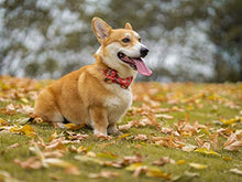 Load image into Gallery viewer, ELEGANT LITTLE TAIL Dog Collar with Bow, Cotton & Webbing, Bowtie Dog Collar, Adjustable Dog Collars for Small Medium Large Dogs