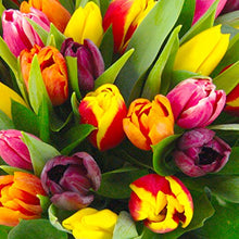 Load image into Gallery viewer, Clare Florist Mixed Tulips Fresh Flower Bouquet - Charming Display of Tulips, Perfect for All Occasions