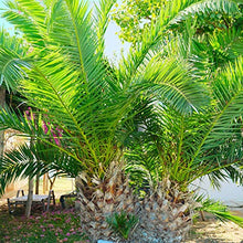 Load image into Gallery viewer, Pair of Phoenix Palm Canariensis Exotic Outdoor Plants Drought Tolerant Evergreen Palm Tree Canary Island Date Baring Tropical Spiked Foliage 2X Palms in 1.5L Pots by Thompson & Morgan