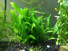 Load image into Gallery viewer, Java Fern - Huge 3 by 5 inch Mat with 30 to 50 Leaves - Live Aquarium Plant by Aquatic Arts by Aquatic Arts