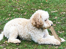 Load image into Gallery viewer, Woof Wood Bone Dog Chew Toys - Aggressive Chewers Dogs Chewing Stick - Puppy Teething Milk Flavour - Long Lasting Durable Natural Pine Fibre - Medium Size Safe Edible Treats Wooden Toy No Splinters