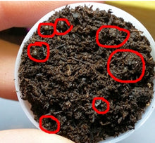 Load image into Gallery viewer, Grow Magic Soil + Water = Fishes Caviar Live Tank Sum Lamp Light Viewer Killifish Eggs soil Hatching Earth Pet Education Toys