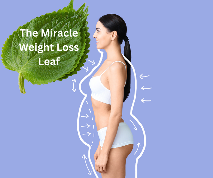 10 Reasons Why Perilla Leaves Are the Number 1 Herb for Weight Loss