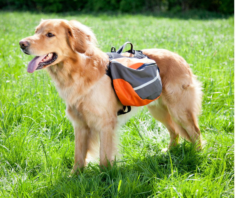 How to Choose the Perfect Dog Backpack for Your Pet