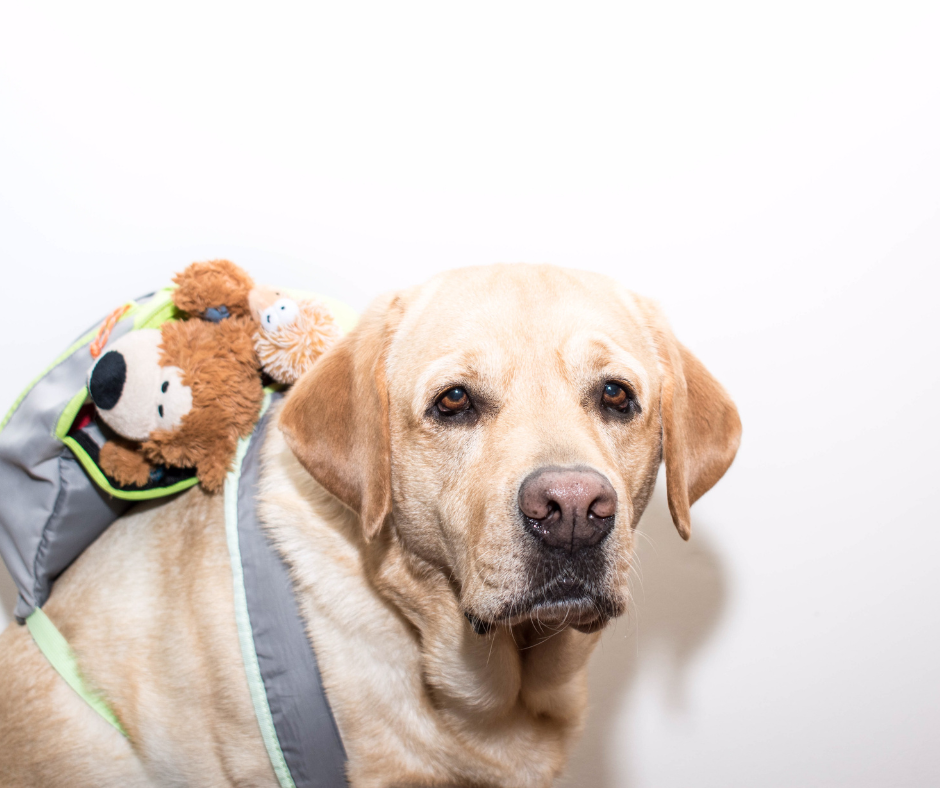Which Dog Backpack Is Right for Your Pet?