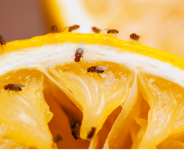 Do Fruit Flies Bite?: Everything You Need to Know About These Pesky Insects