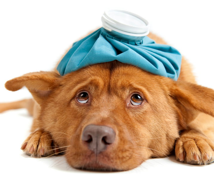 Allergic Reaction in Dogs: Causes, Treatment, and Prevention