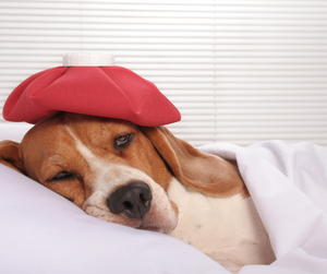 What Dogs Are Allergic To: The Top Six Dog Allergens