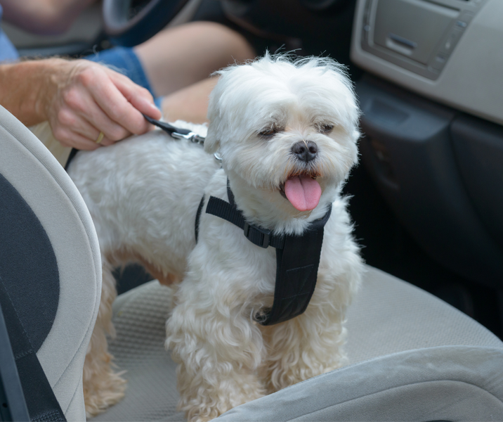 Dog Accessories for Cars: Keep Your Pup Safe While Driving