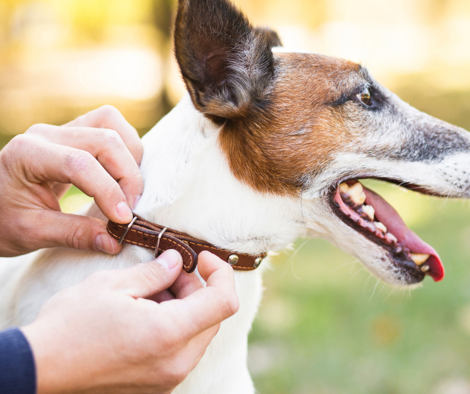 The Different Types of Dog Collars: Which One Is Right for Your Pet?