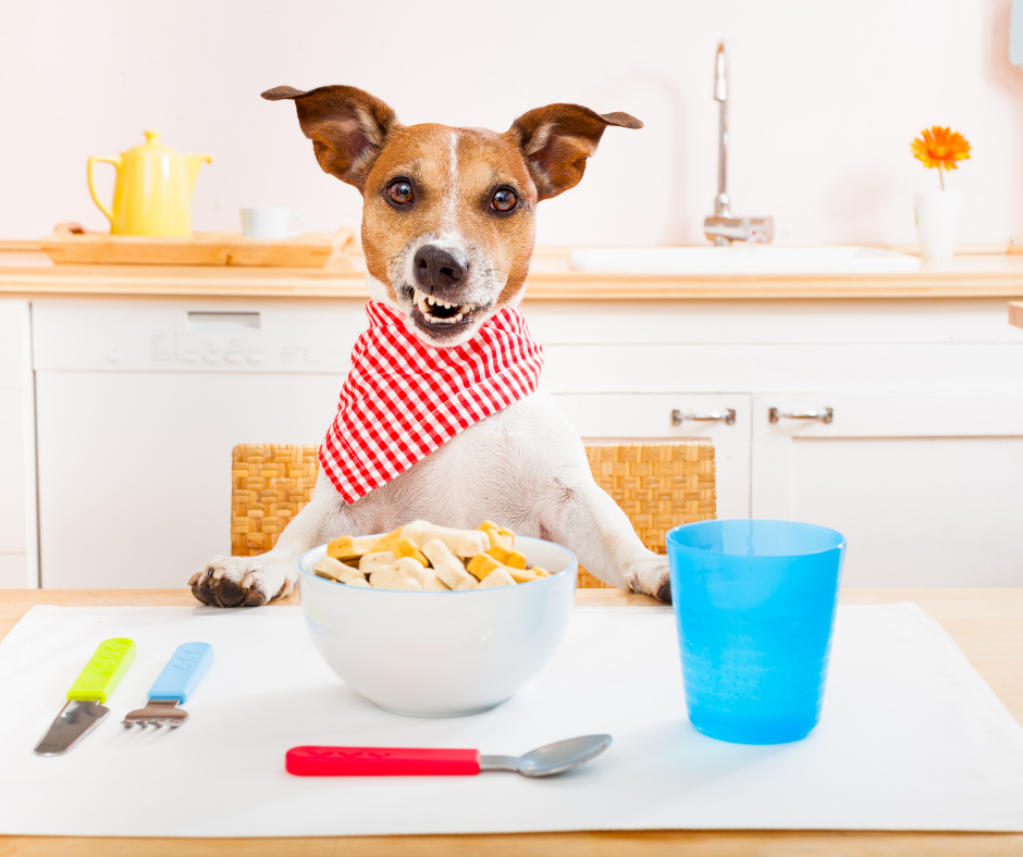Why Is My Dog Always Hungry? Causes of Excessive Hunger in Dogs