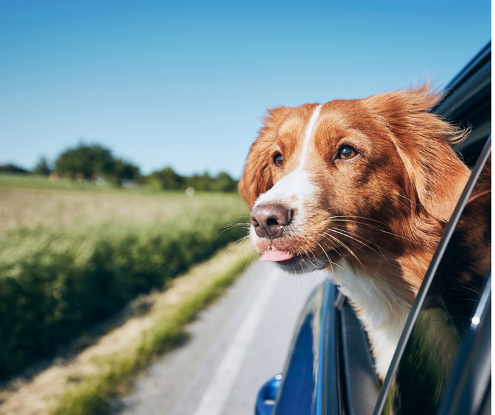 Travelling with Dogs: How to Make the Most of Your Vacation