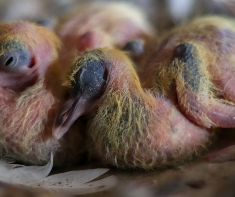 Baby Pigeon Food: What to Feed Your Newborn Bird