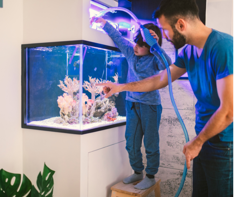 Fish Tank Cleaner: How to Keep Your Fish Tank Looking Its Best