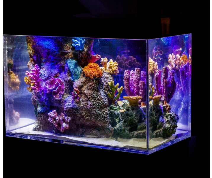 9 Fish Tank Cleaning Tips to Keep Your Aquarium Sparkling