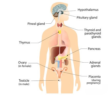 Understanding the Endocrine System: Your Body's Chemical Messengers
